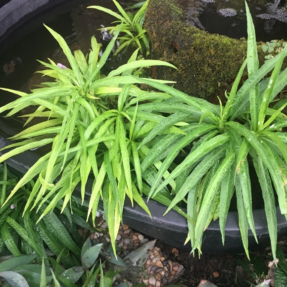 Bundle of 4 - random color - Dwarf Mexican Petunia live plants. - Picture 7 of 7